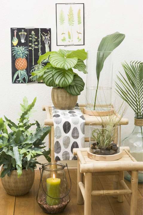 Calathea