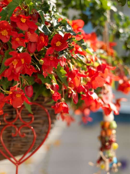 Hangbegonia's doen het goed in de schaduwtuin