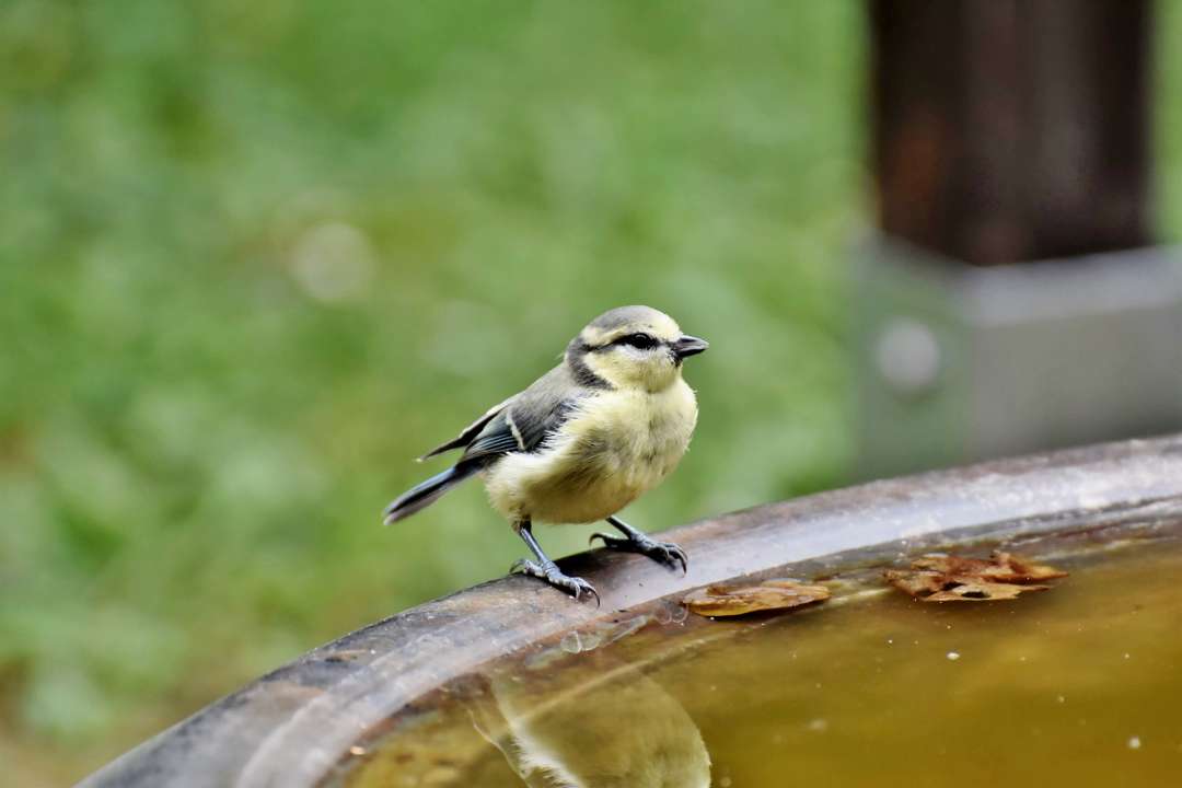 Help tuindieren de hete zomerdagen door