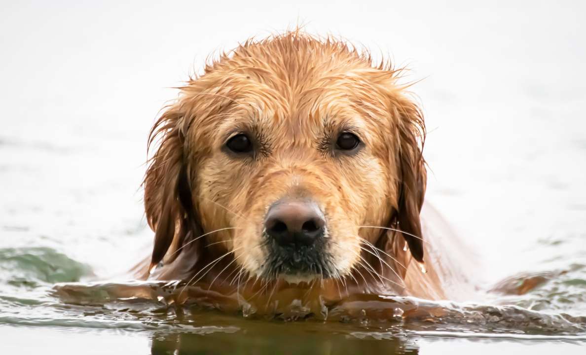 Help je hond de hete zomerdagen door