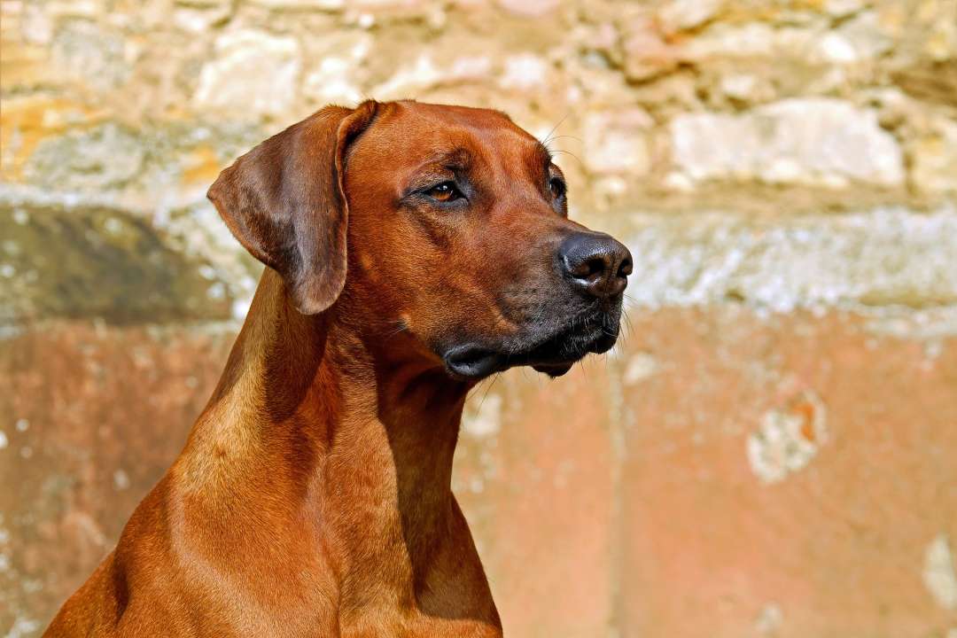 Help je hond de hete zomerdagen door