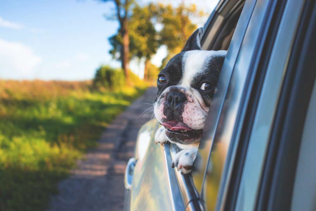 Help je hond de hete zomerdagen door