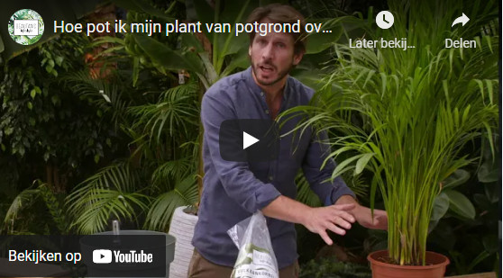 Hoe pot ik mijn plant over van potgrond naar hydrocultuur instructievideo