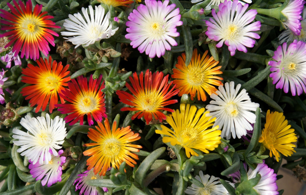 Ijsbloemen kunnen op een zonnig balkon