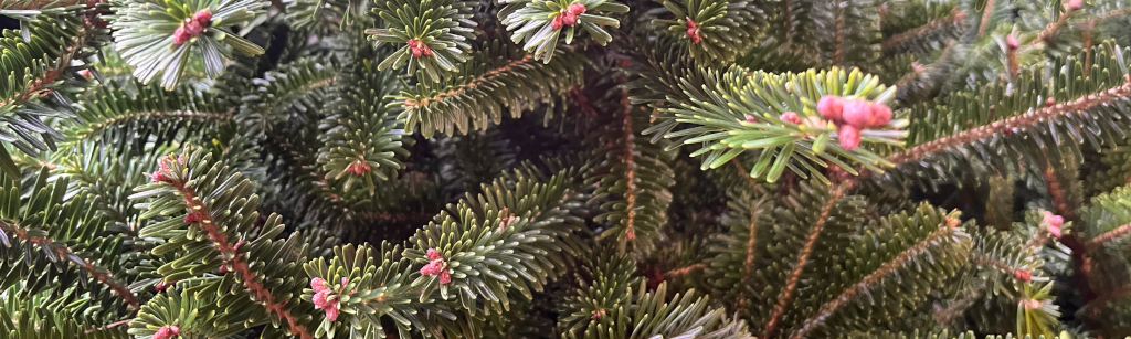 Blauwspar kerstboom kopen bij tuincentrum Osdorp