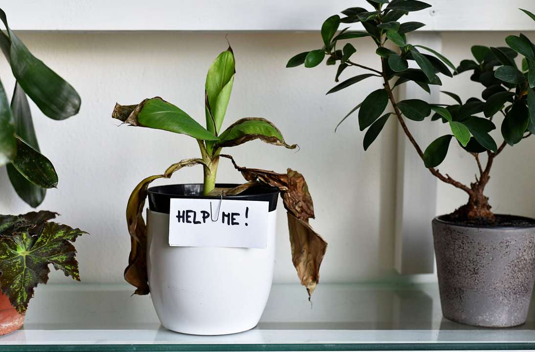 zieke plant help me