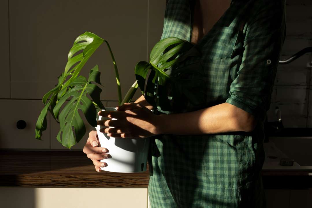 gatenplant verzorgen