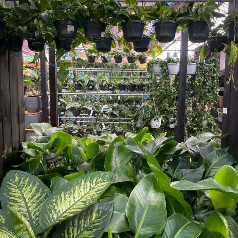 Hangende kamerplanten bij tuincentrum Osdorp