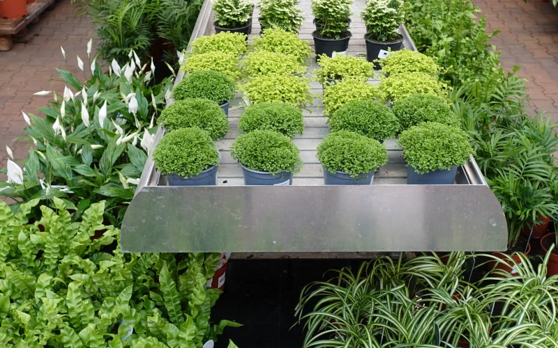 Kleine groene kamerplanten shop je bij tuincentrum Osdorp