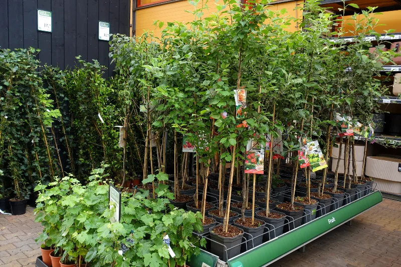 Laagstam fruitbomen online kopen bij tuincentrum Osdorp in Amsterdam