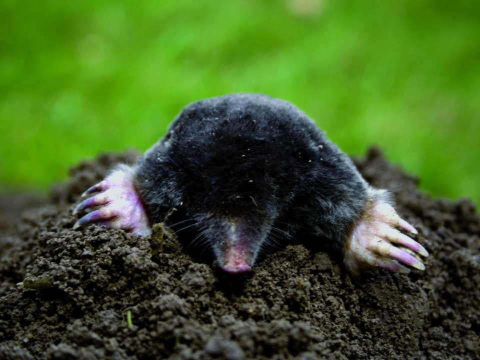 Last van mollen in de tuin?