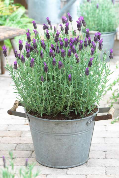 Lavendel kan in de volle zon op het balkon.