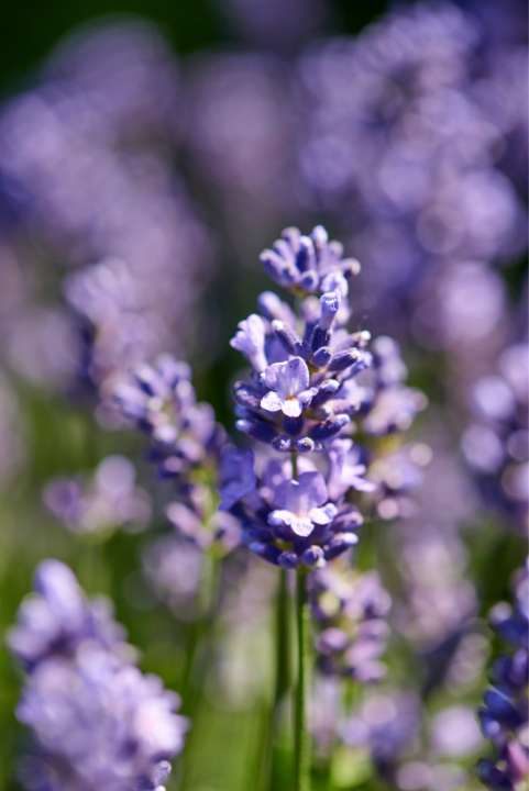 Lavendel kan op een zonnig balkon.