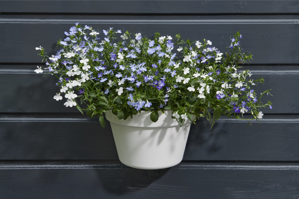 Lobelia kan in de volle zon op het balkon