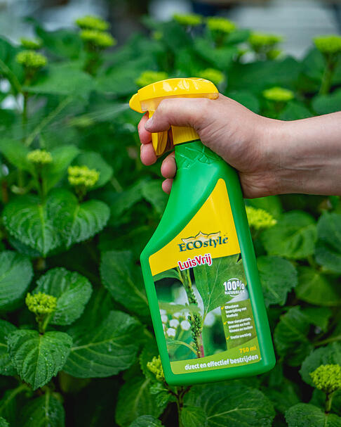 Bestrijd bladluis met een anti-luizen spray.