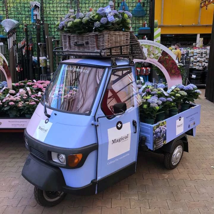 Magische kamer hortensia's op de afdeling kamerplanten