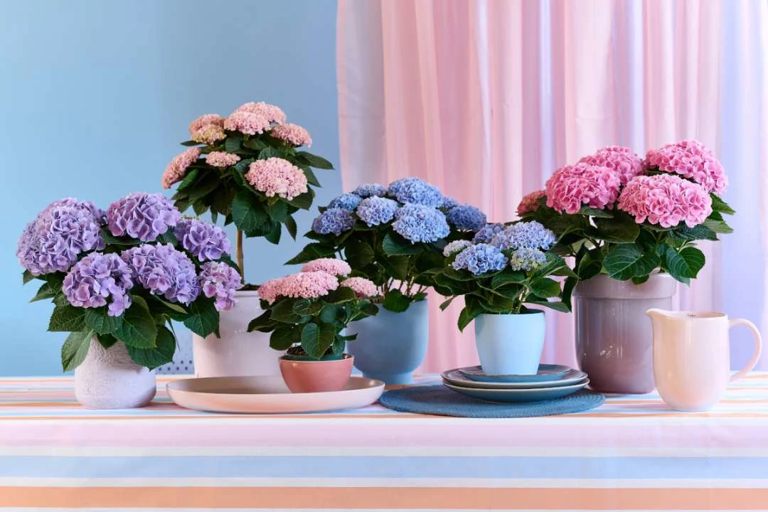 Magical Hydrangea kamer hortensia collectie