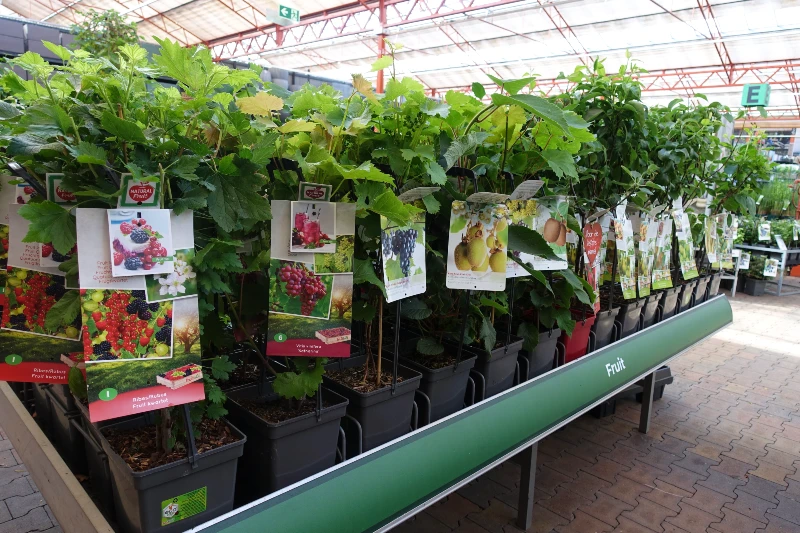 Mini fruitbomen koop je ook bij tuincentrum Osdorp in Amsterdam