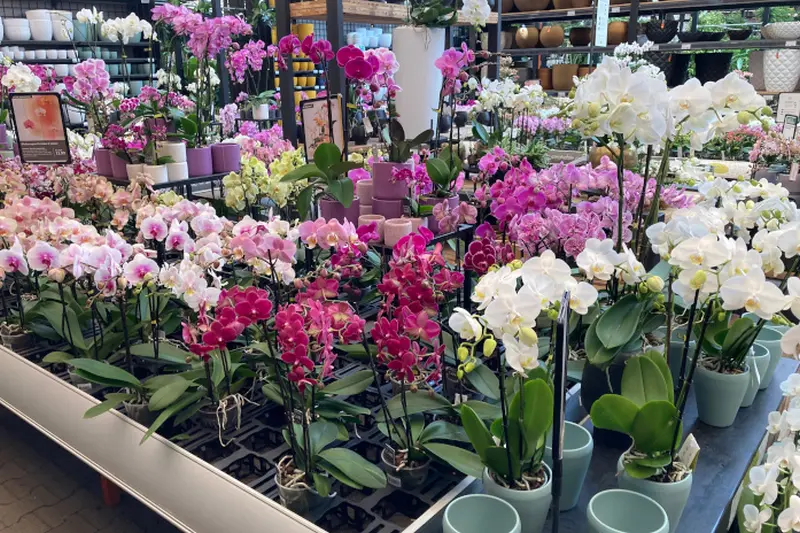 Bloeiende kamerplanten bij tuincentrum Osdorp