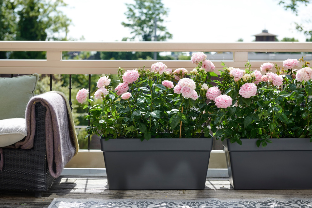 Rozen kunnen in de volle zon op het balkon