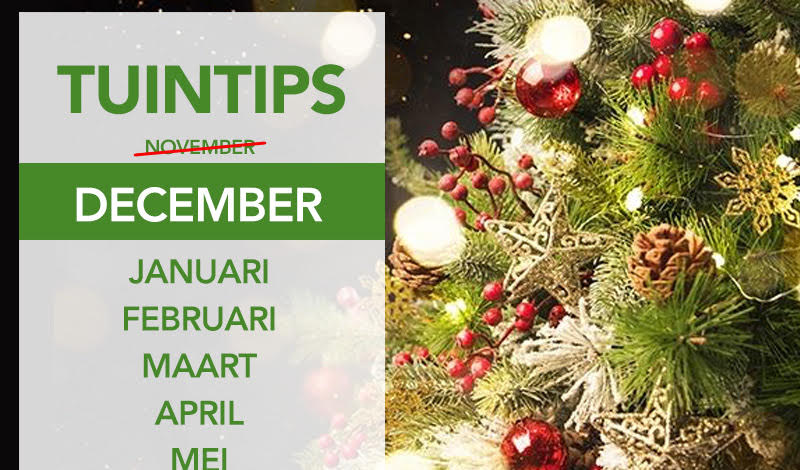 Tuintips december