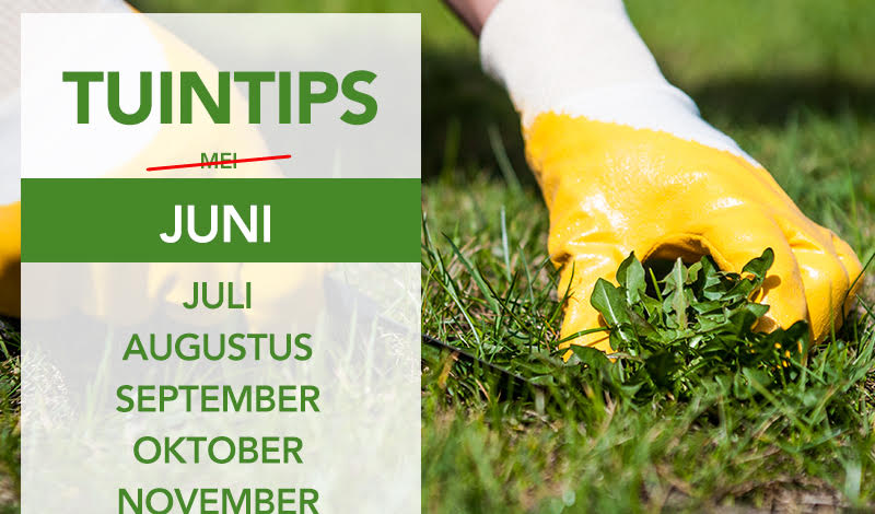 Tuintips juni