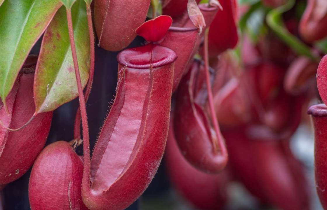 mozaïek Pijlpunt vervagen Vleesetende kamerplanten online kopen bij - tuincentrum Osdorp :)