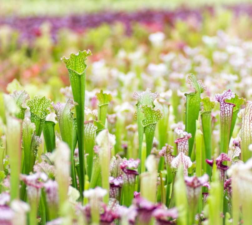 De sarracenia of trompetbekerplant is een vleesetende plant met bekerval