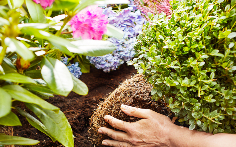 Welke grond heb je nodig voor aanplanten van tuinplanten?