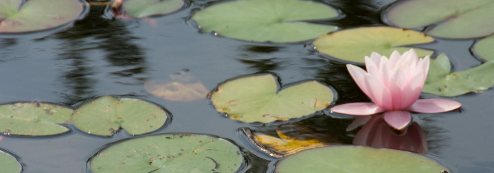 Wat voor soort vijver wil jij in je tuin?