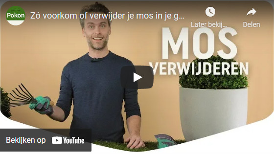 Zo voorkom of verwijder je mos in je gazon