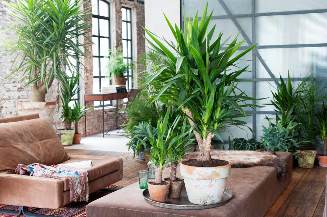 De stoerste kamerplanten op een rij yucca elephantipes tuincentrum osdorp