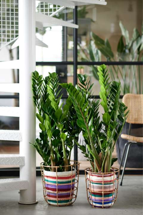 De stoerste kamerplanten op een rij zamioculcas tuincentrum osdorp