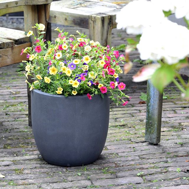 Stenen en clayfibre bloempotten koop je bij tuincentrum Osdorp in Amsterdam