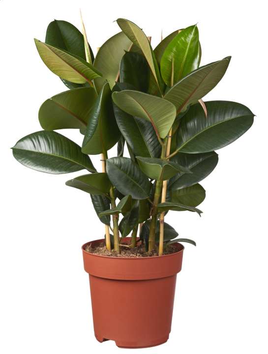 Rubberplant Ficus robusta luchtzuiverende kamerplant tuincentrum Osdorp