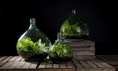 De Plant terrariums van Esschert design koop je bij tuincentrum Osdorp nabij Haarlem