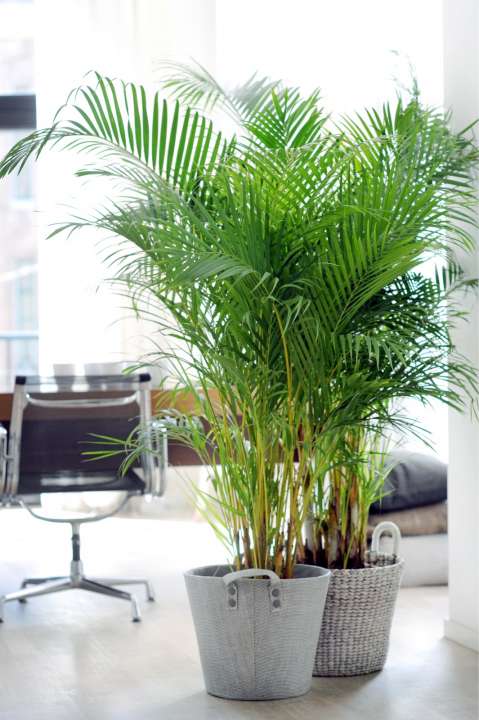 Arecapalm Dypsis luchtzuiverende kamerplant tuincentrum Osdorp