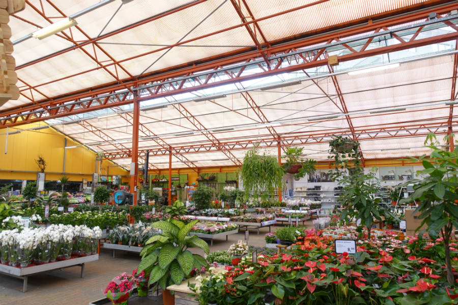 Bloeiende kamerplanten kopen op de kamerplantenafdeling bij tuincentrum Osdorp in Amsterdam