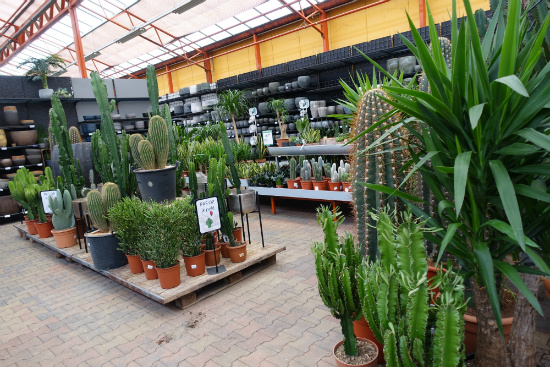 Een cactus of vetplant kopen op de kamerplantenafdeling bij tuincentrum Osdorp in Amsterdam