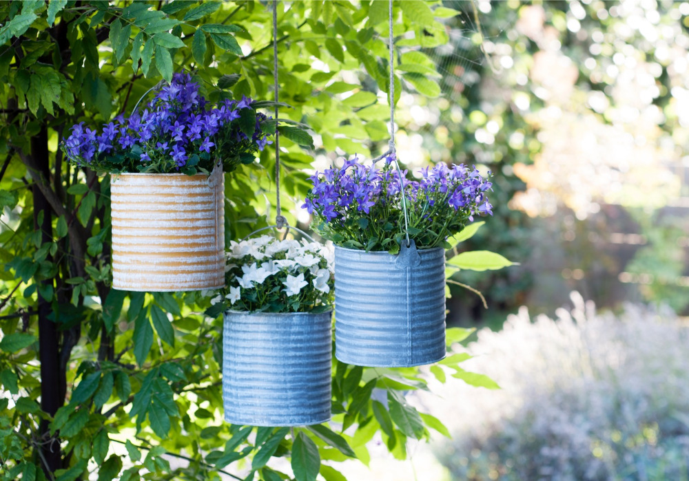 Campanula als vaste plant in een plantenbak