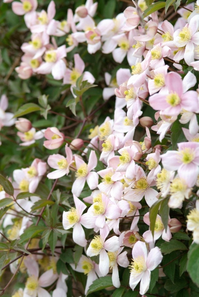 Clematis, klimplant in veel verschillende soorten