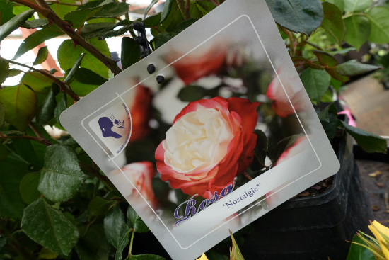 Heerlijk geurende Nostalgie roos bij tuincentrum Osdorp in Amsterdam