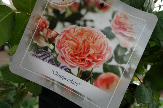 Geurende Chippendale roos bij tuincentrum Osdorp in Amsterdam