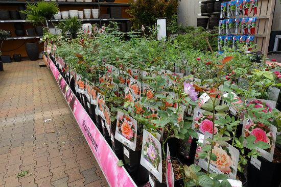 Rozen op de tuinplanten afdeling bij tuincentrum Osdorp in Amsterdam