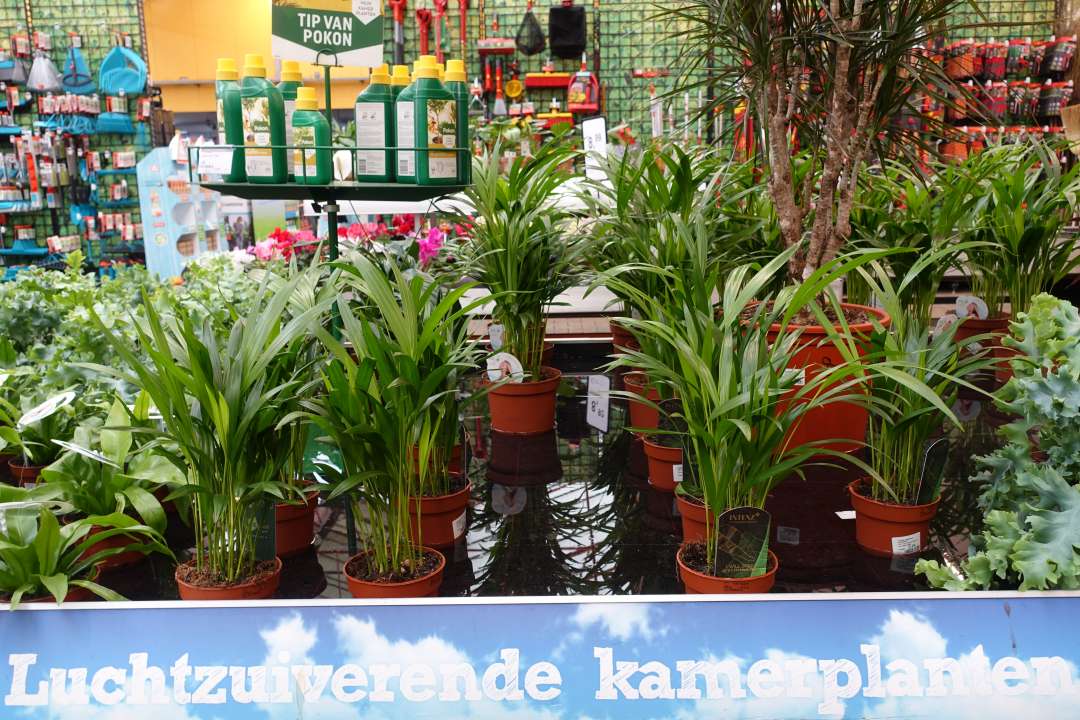 Top 8 luchtzuiverende kamerplanten bij tuincentrum Osdorp