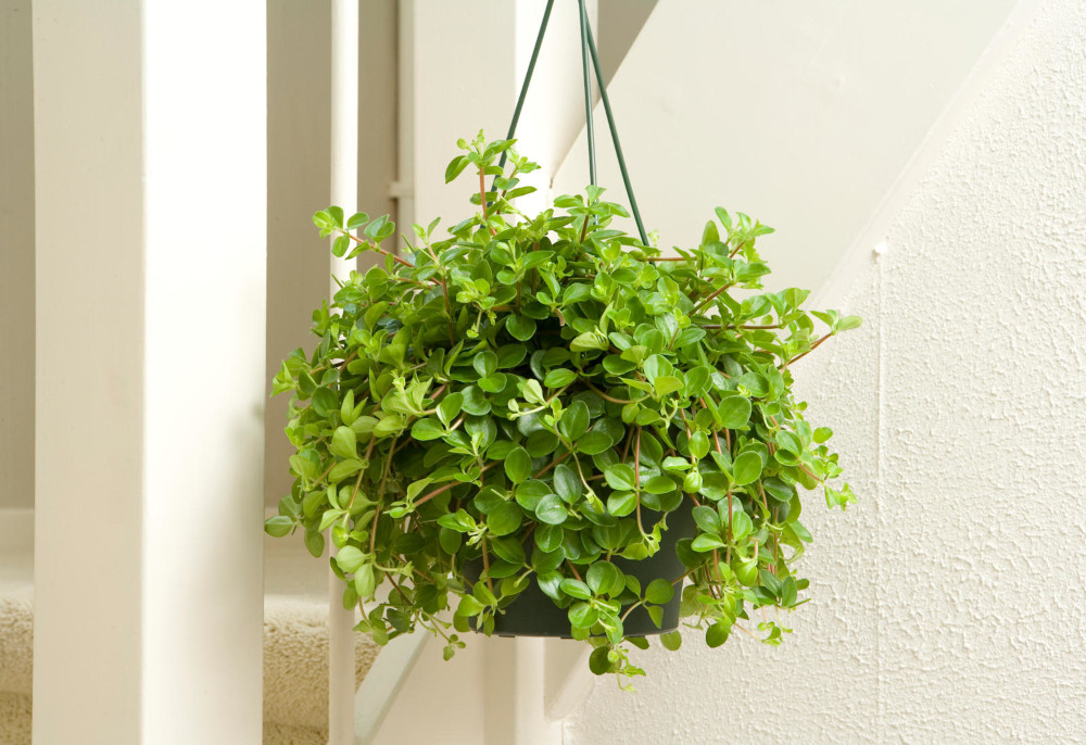 De peperomia pepperspot hangplant moet je zien