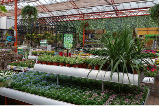 Het mooiste perkgoed, zoals violen, geraniums en petunia's bij tuincentrum Osdorp 