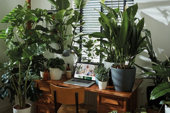 Elho Brussels plantenbakken voor binnen bij tuincentrum Osdorp in Amsterdam