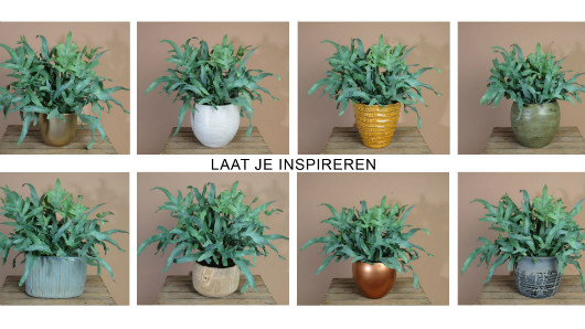 Diverse plant-pot combinaties