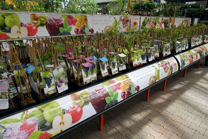 Fruitplanten kopen in Amsterdam doe je bij tuincentrum Osdorp